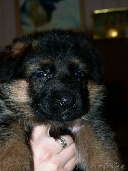 Немецкой овчарки элитных щенков СКК продам. - Изображение #2, Объявление #1016732
