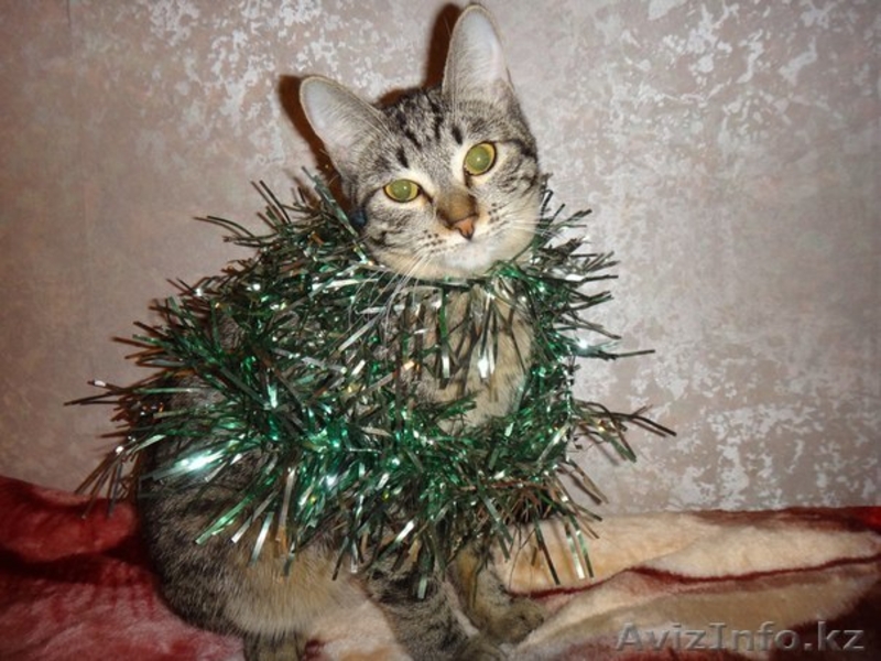 Кошка Клеопатра ищет дом - Изображение #1, Объявление #1031034