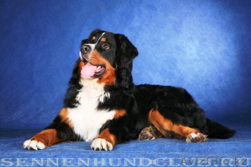 Племенной питомник предлагает кобелей Берского Зенненхунда для плем.работ. - Изображение #3, Объявление #1031170