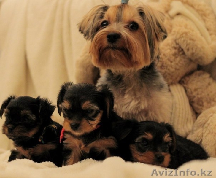 Йоркширский террор - Изображение #1, Объявление #1043790