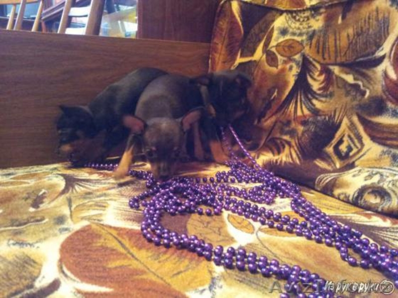 Продам элитных щенков  той терьерчиков  - Изображение #4, Объявление #1030101