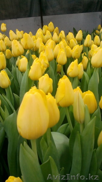 Ильмира, ilmira.89@bk.ru, +77027022572 - Изображение #5, Объявление #1042891