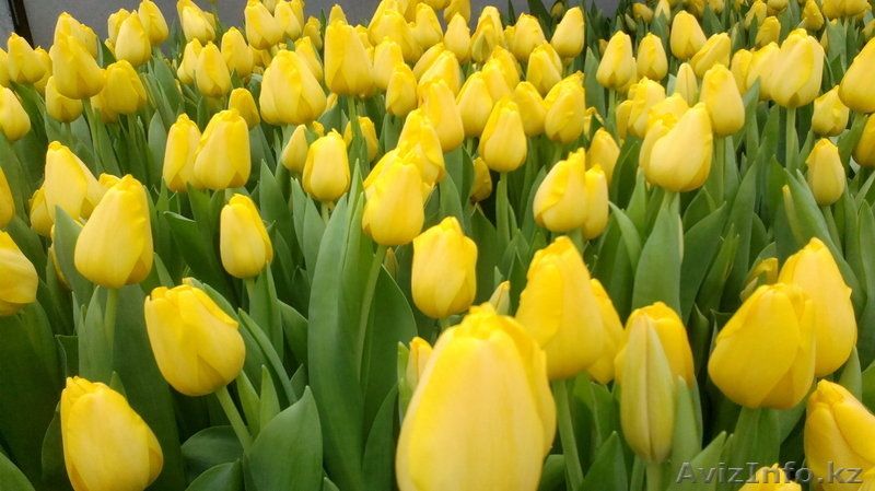 Ильмира, ilmira.89@bk.ru, +77027022572 - Изображение #4, Объявление #1042891