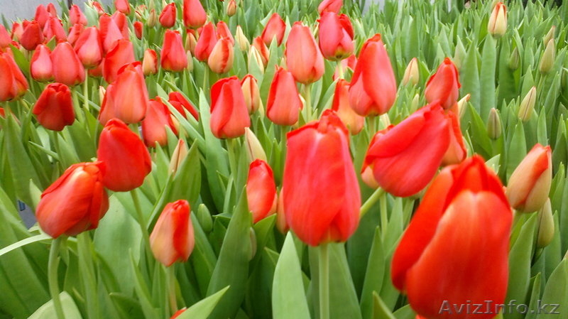 Ильмира, ilmira.89@bk.ru, +77027022572 - Изображение #6, Объявление #1042891