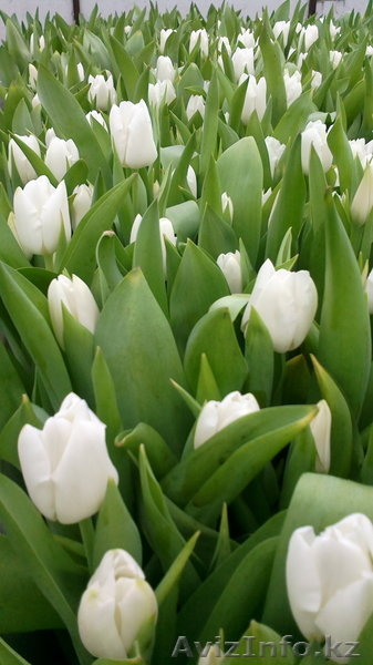 Ильмира, ilmira.89@bk.ru, +77027022572 - Изображение #7, Объявление #1042891