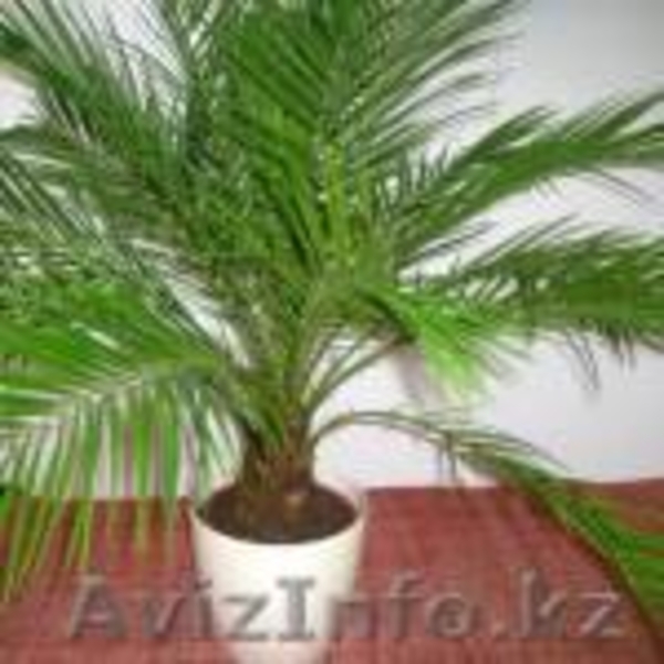 Цитрусовые.Цитроны. - Изображение #8, Объявление #105512