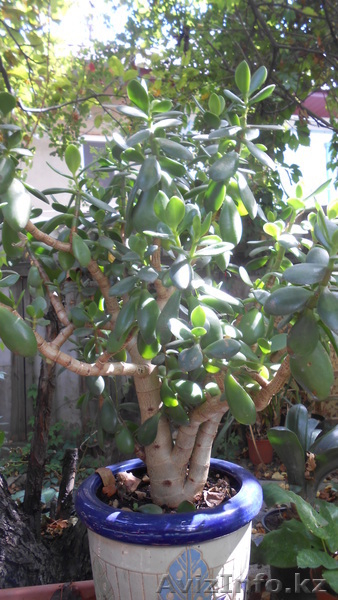 Оптовая продажа цветов и уличных растений - Изображение #6, Объявление #1035722