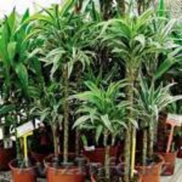 Цитрусовые.Цитроны. - Изображение #7, Объявление #105512