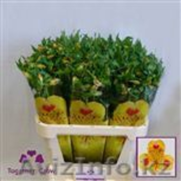 Цитрусовые.Цитроны. - Изображение #6, Объявление #105512