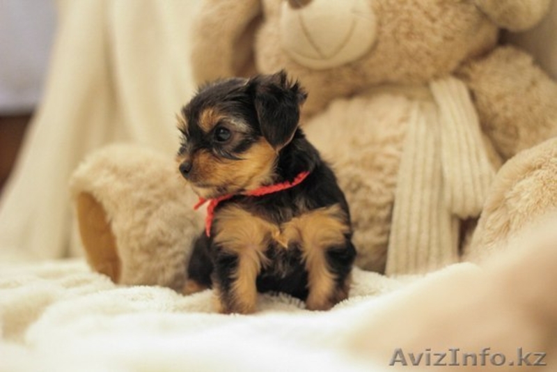 Йоркширский террор - Изображение #2, Объявление #1043790