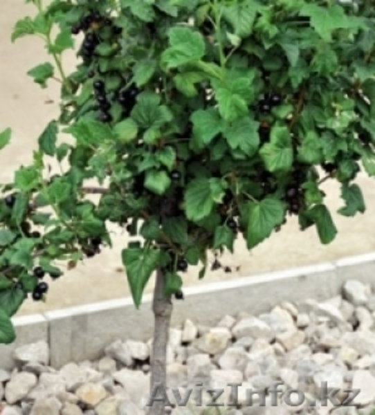 Штамбовый крыжовник и смородина - Изображение #3, Объявление #1032999