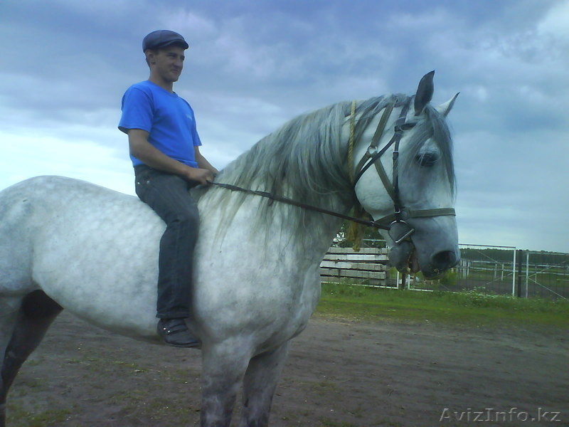 обучение верховой езде на лошади - Изображение #3, Объявление #1039581