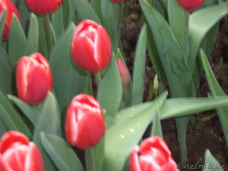 Сортовые тюльпаны и гиацинты - Изображение #4, Объявление #1042388