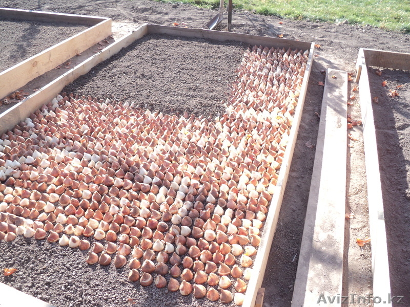 Ильмира, ilmira.89@bk.ru, +77027022572 - Изображение #3, Объявление #1042891