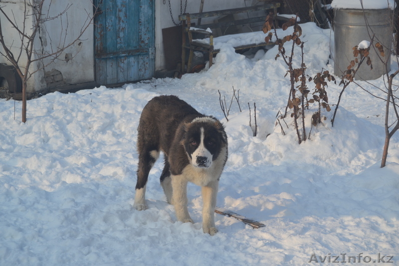 подращённый щенок сао (тобет, алабай) - Изображение #3, Объявление #1010011