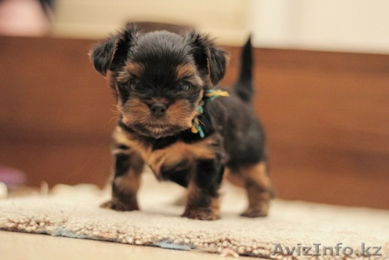 Йоркширский террор - Изображение #3, Объявление #1043790