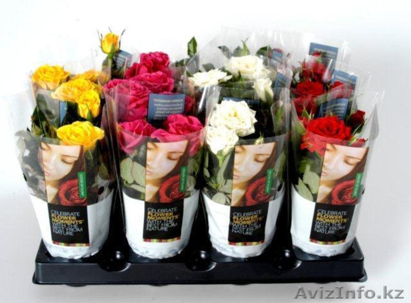 Цитрусовые.Цитроны. - Изображение #9, Объявление #105512