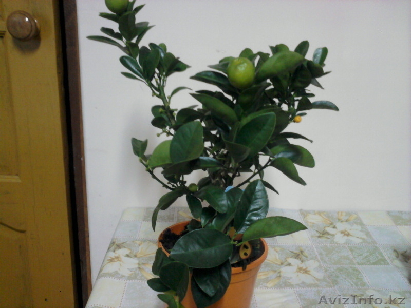 Продам  комнатные  цветы - Изображение #1, Объявление #1035481