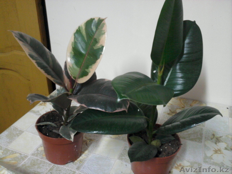 Продам  комнатные  цветы - Изображение #5, Объявление #1035481