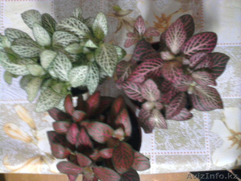 Продам  комнатные  цветы - Изображение #6, Объявление #1035481