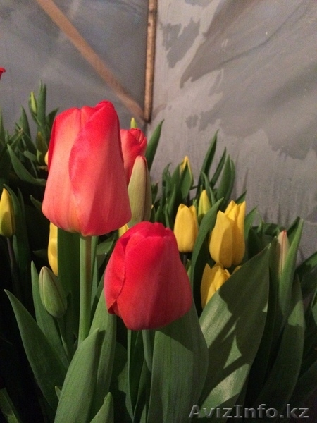 ekodom-11@mail.ru - Изображение #3, Объявление #1048111