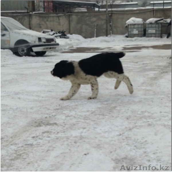 Элитные щенки алабая от племенного питомника САО "Сарбаз"! - Изображение #3, Объявление #191777