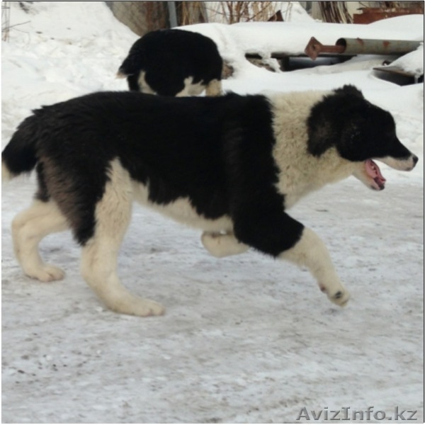 Элитные щенки алабая от племенного питомника САО "Сарбаз"! - Изображение #2, Объявление #191777