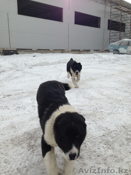 Элитные щенки алабая от племенного питомника САО "Сарбаз"! - Изображение #8, Объявление #191777