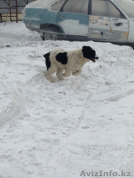 Элитные щенки алабая от племенного питомника САО "Сарбаз"! - Изображение #9, Объявление #191777