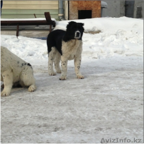Элитные щенки алабая от племенного питомника САО "Сарбаз"! - Изображение #7, Объявление #191777