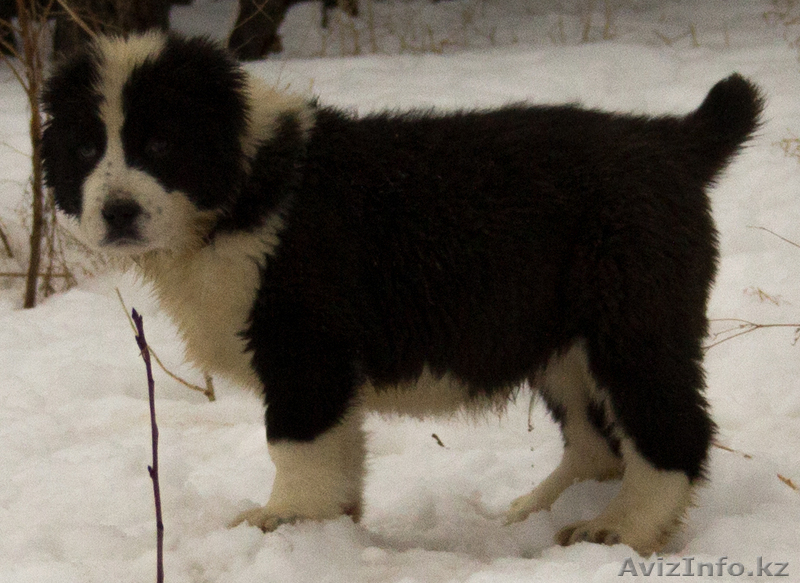 Алабайчики от чемпионов - Изображение #5, Объявление #1018187