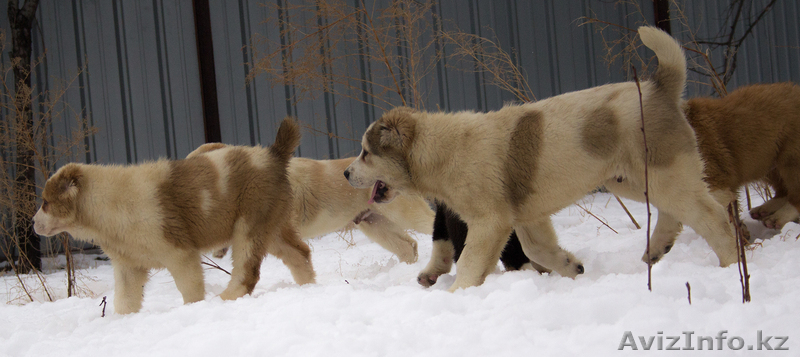 Алабайчики от чемпионов - Изображение #4, Объявление #1018187