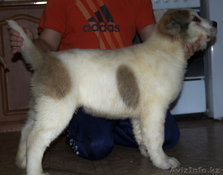 Алабайчики от чемпионов - Изображение #3, Объявление #1018187