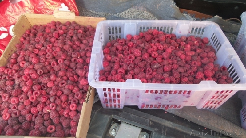 Саженцы малины оптом - Изображение #3, Объявление #1048587