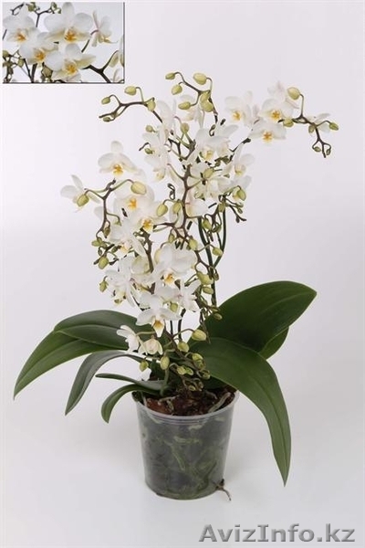 Оптовая продажа цветов и уличных растений - Изображение #5, Объявление #1035722