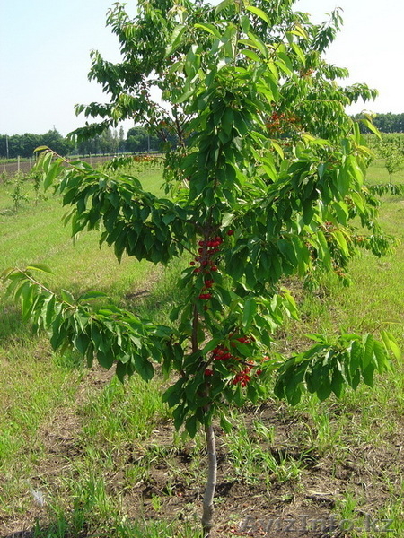Саженцы вишни и черешни - Изображение #5, Объявление #1033690
