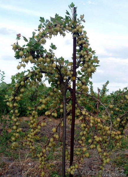 Штамбовый крыжовник и смородина - Изображение #2, Объявление #1032999