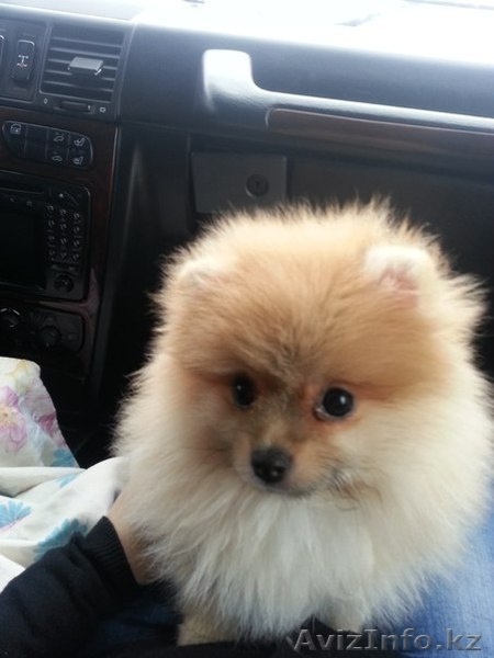 щенок немецкого шпица - Изображение #1, Объявление #1060388