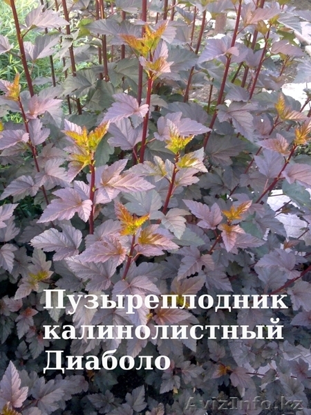 Продам недорого саженцы черной малины! - Изображение #4, Объявление #1060773