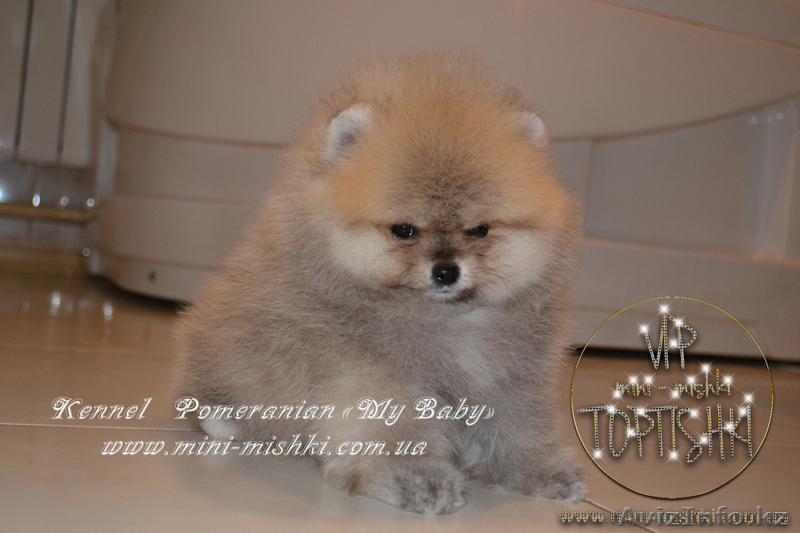 Эксклюзивные мини щеночки карликового померанского шпица SHOW-classa! - Изображение #4, Объявление #1056974