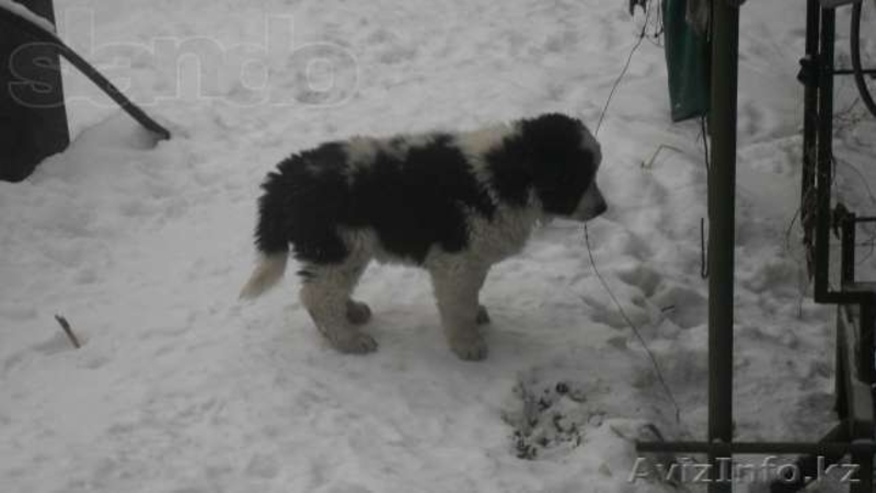 Продаются щенки среднеазиатской овчарки  - Изображение #4, Объявление #1061079