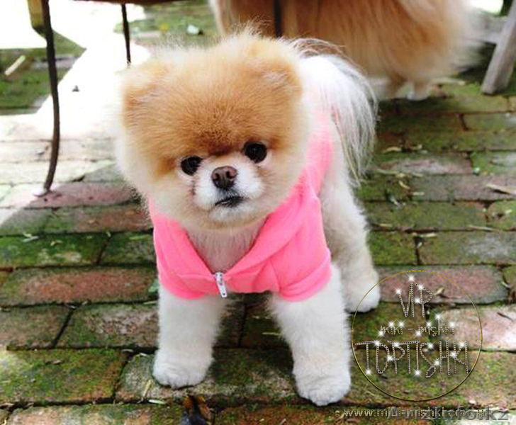 Эксклюзивные мини щеночки карликового померанского шпица SHOW-classa! - Изображение #6, Объявление #1056974