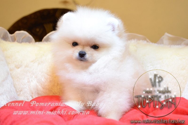 Эксклюзивные мини щеночки карликового померанского шпица SHOW-classa! - Изображение #8, Объявление #1056974
