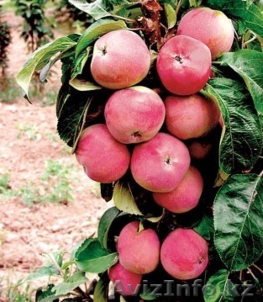 Саженцы колоновидной яблони - Изображение #3, Объявление #1056623