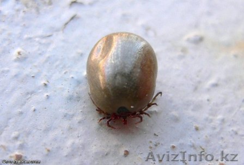 уничтожение клещей в Алматы  - Изображение #2, Объявление #1064583