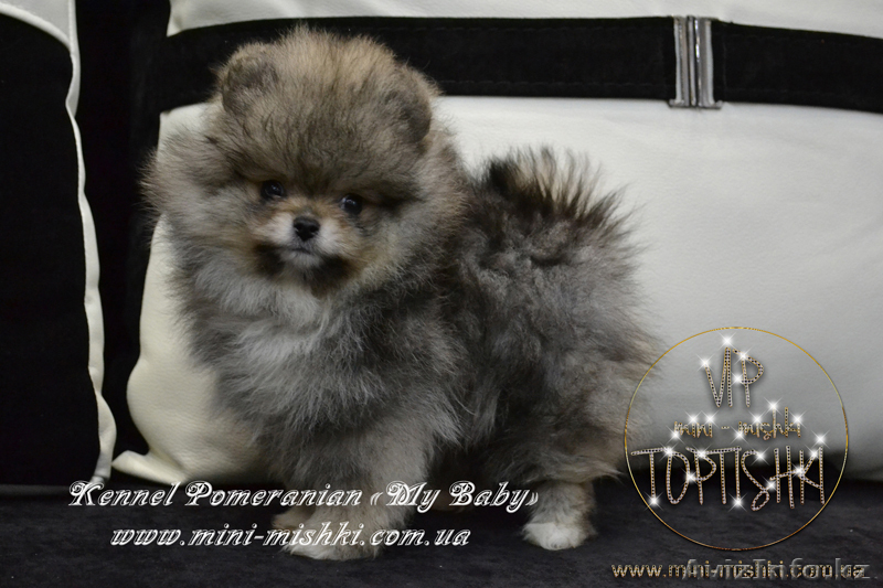 Эксклюзивные мини щеночки карликового померанского шпица SHOW-classa! - Изображение #2, Объявление #1056974