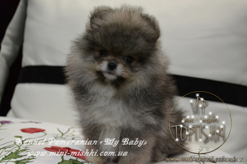 Эксклюзивные мини щеночки карликового померанского шпица SHOW-classa! - Изображение #1, Объявление #1056974