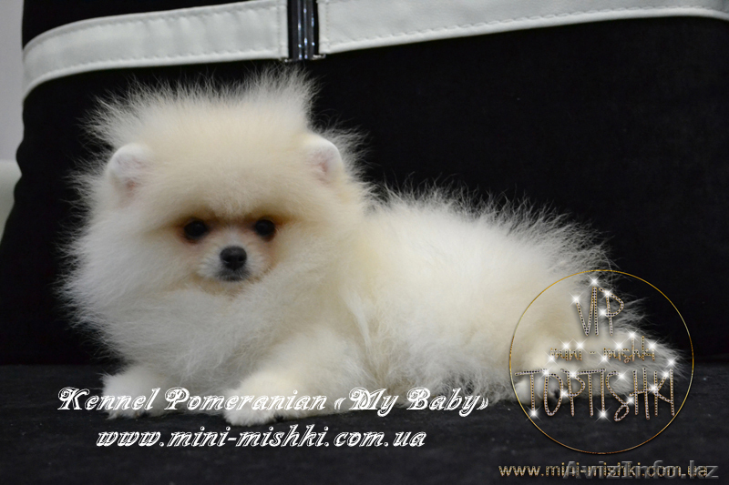 Эксклюзивные мини щеночки карликового померанского шпица SHOW-classa! - Изображение #7, Объявление #1056974