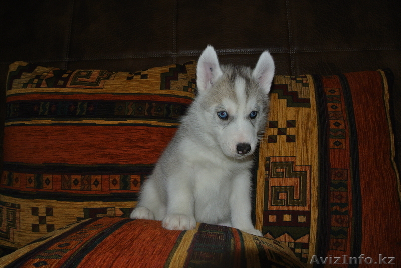 Элитные щенки Сибирский хаски  - Изображение #5, Объявление #1039546
