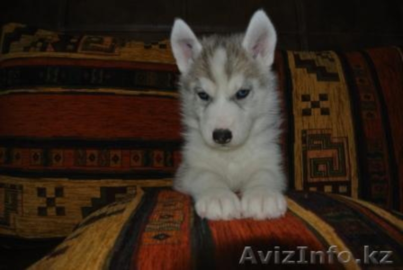Элитные щенки Сибирский хаски  - Изображение #4, Объявление #1039546